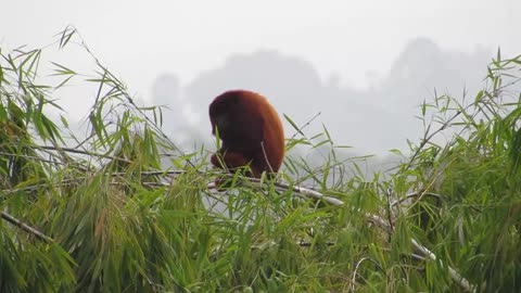 Fauna Howler Monkey Mono Wild Animal Colombia