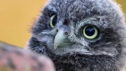 A young owl chick peeking out of its nest looks around