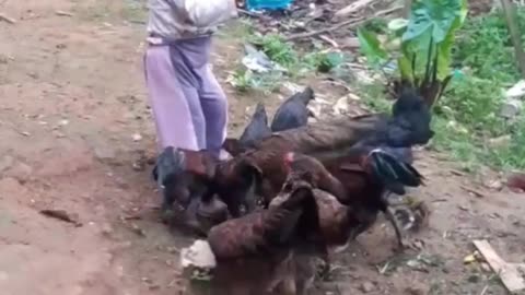 Toddlers love eating chicken