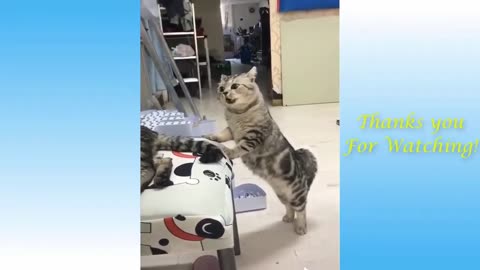 Funny Animals 🤣🤣 ''CATS AND KITTENS//Dogs #4 ( Must watch)