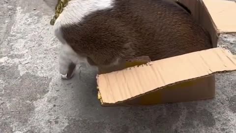 Cats always love boxes ??