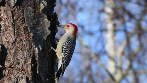 a bird makes a hole in a tree