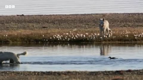 Cheeky Ducks Trick Wolves