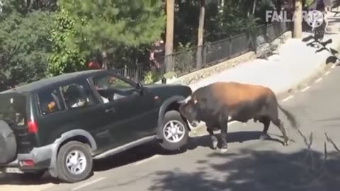 Bull wrestling with car#bullfight#caraccident#funnyanimal