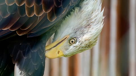 Bald Eagle Bird Bird Of Prey