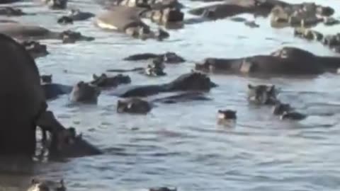 ELEPHANT ATTACKS WATER WELL