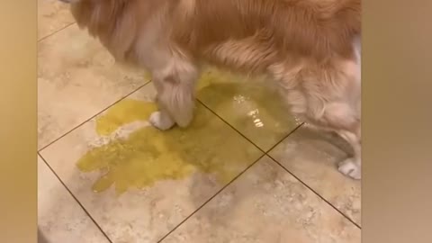 Dog pees on the floor