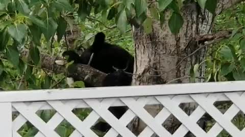 Black Bear Climbs Tree to Protect Her Cubs