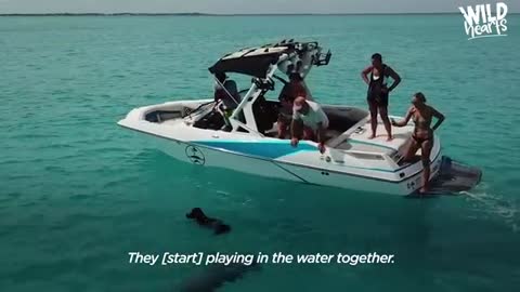 Dolphin Loves To Play With Every Person And Dog He Sees -