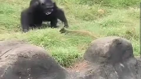 Chimpaji