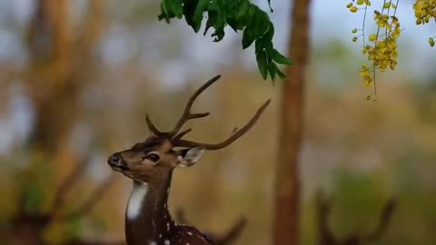 Deer taking leaves from tree.