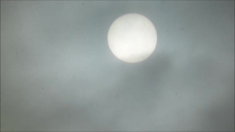 Bright White Sun Through the Snow. Very Pretty.