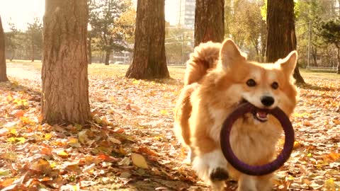 My obedient dog finds something for me