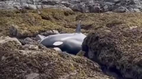 A group of friends and volunteers are trying to save a beached whale...