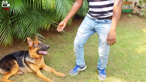 5 Dog Training Tips & Secrets in 5 Minutes (Hindi) 4K || Smart Dog Training