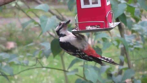 Beautiful birds (curious world)