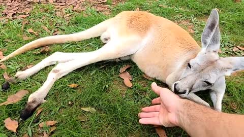 KANGAROO KISSES | GENUINE AUSTRALIAN KANGAROO BATH