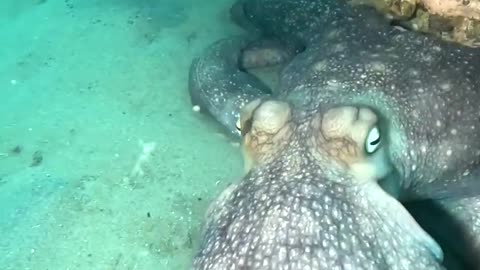 Octopus Grabs Diver's Hand And Leads Her To Hidden Treasure