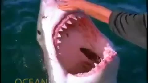 A Man is Touching The Head of Massive Great White Shark