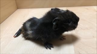 Baby Guinea Pig