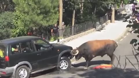 Cow Attack