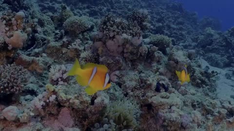 Diving in Egypt