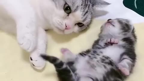 Mother's love cute kitten and monther cat showing care to kittens