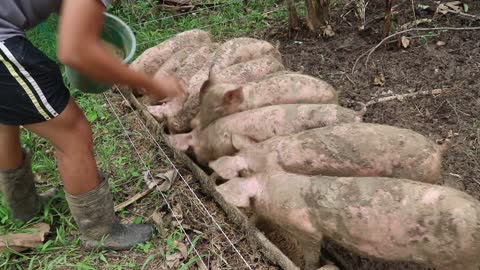 Pastured Pig Farm in the Philippines | Documentation VIdeo