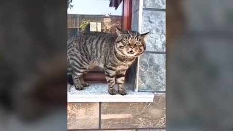 Cat talking like a hooman, these cats can speaking english better than you