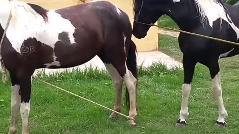 Horse vaccination