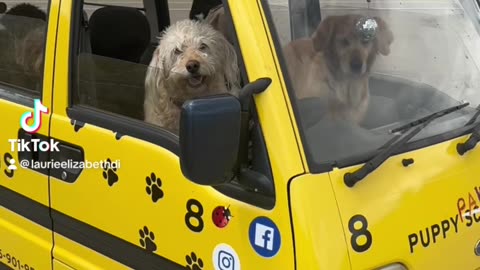 Puppy Pawty Bus Summer Adventures 🥰🐾🐾❤️🚌