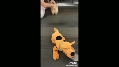 Woman Playing With Your Stuffed Toys, And Cute Dog Goes the woman - Tiktok Dogs (Funny Animals #374)