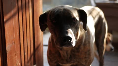 Dogs On The Doorway Of A House