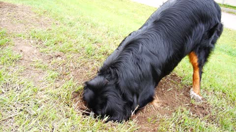 digging gopher's house