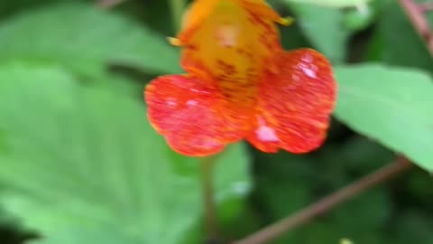 Jewel Weed - Remedy for Poison Ivy