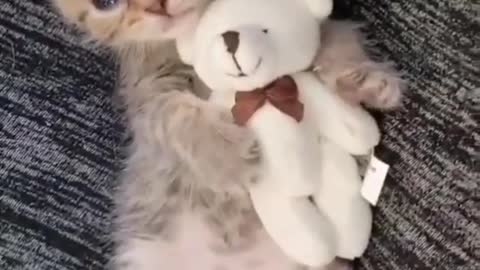 Kitty with her Teddy bear ❤️🐱