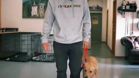 Dog trainer video