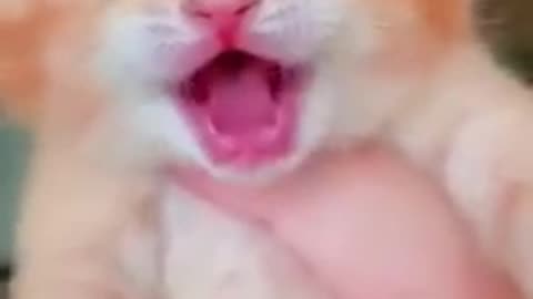 Cat crying