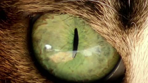 Cat Eye Movements In Pupil