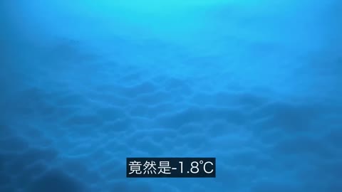 水下2300米發現未知魷魚，一步步破解懸案，我們發現了南極深海巨物的秘密……_自說自話的總裁