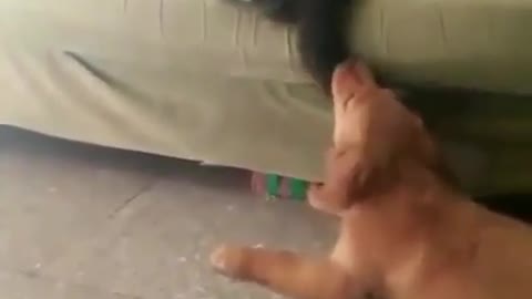 Two dogs playing by the bed