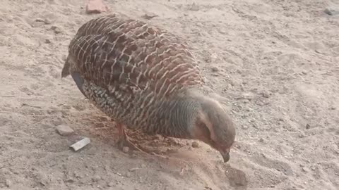 wonderfull pheasant bird pair,teetar bird feeding,francolin best pair