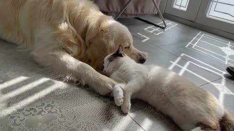 The Cat that never leaves the Golden Retriever