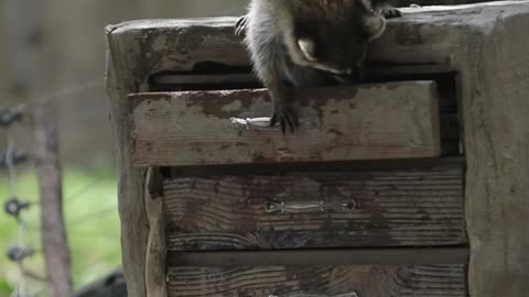 The little raccoon rummaging through the closet