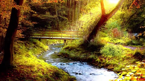 Stream in the Woods for Relaxation, Ambient Noise, Sleep and More...