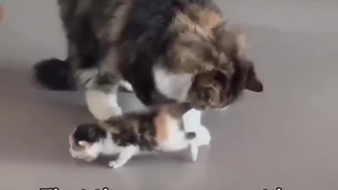 Baby cat first walking step, cat mom So excited #shorts #shortvideo #video #virals #videoviral