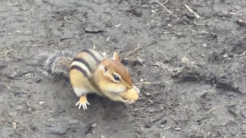 Chippy loves peanuts 😍😍😊🙏🙏