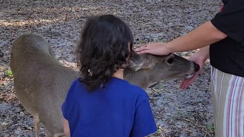 Deer at S Ranch