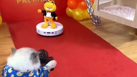 Cute cat and cool toys 😍