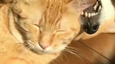 close friendship between dog and cat